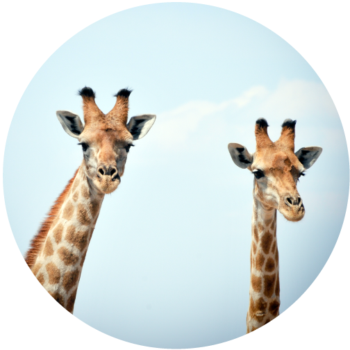 2-jirav-giraffes-circle-large