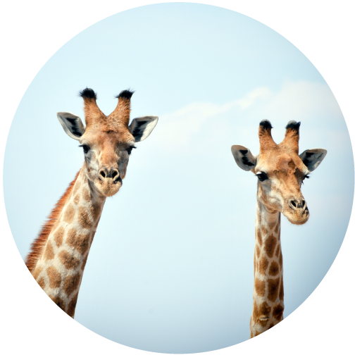 2-jirav-giraffes-circle-large