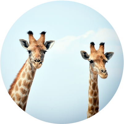 2-jirav-giraffes-circle