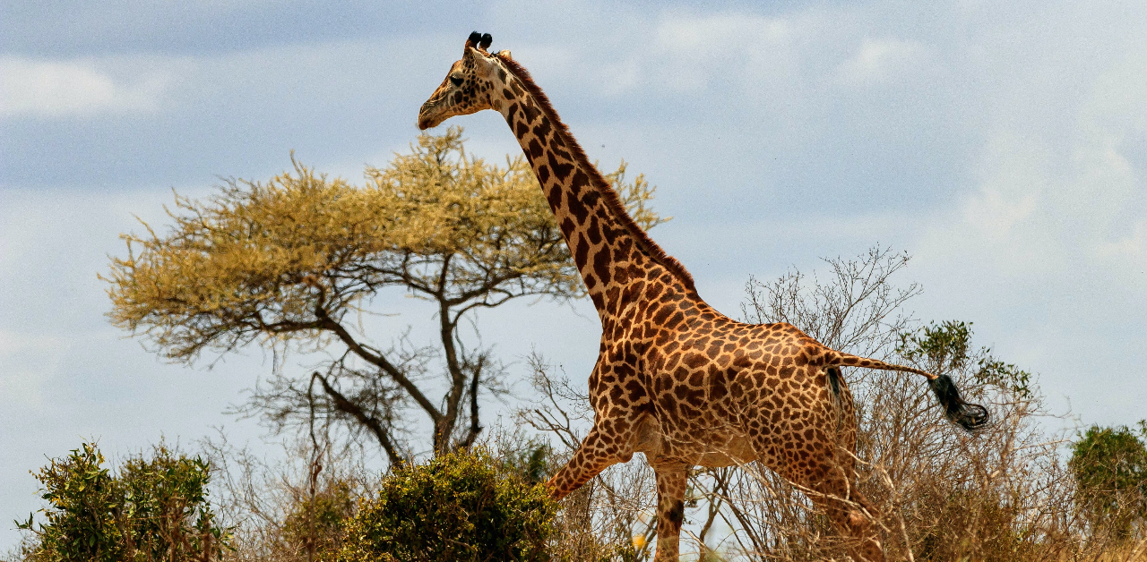 A galloping giraffe: What most people don’t know about giraffes is how fast they are. A giraffe can reach speeds of up to 35 mph when it wants to!